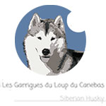 Elevage Husky des Garrigues dans le Var 83